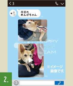 選んでいただいた保護犬ごとのLINEグループにご招待します。その子の日々の様子を写真や動画などでお伝えいたします。