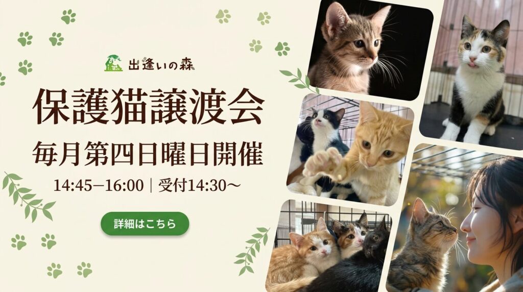 保護猫譲渡会のご案内