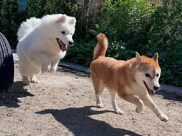保護犬譲渡会