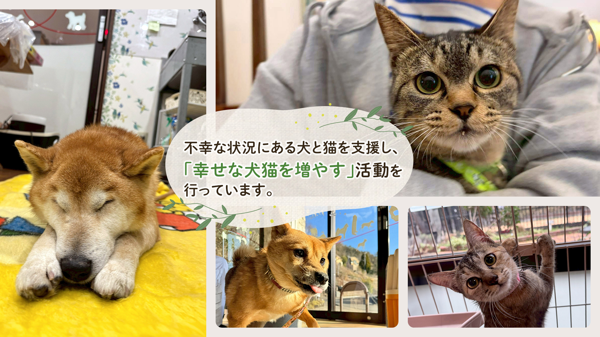 不幸な状況にある犬と猫を支援し、「幸せな犬猫を増やす」活動を行っています。